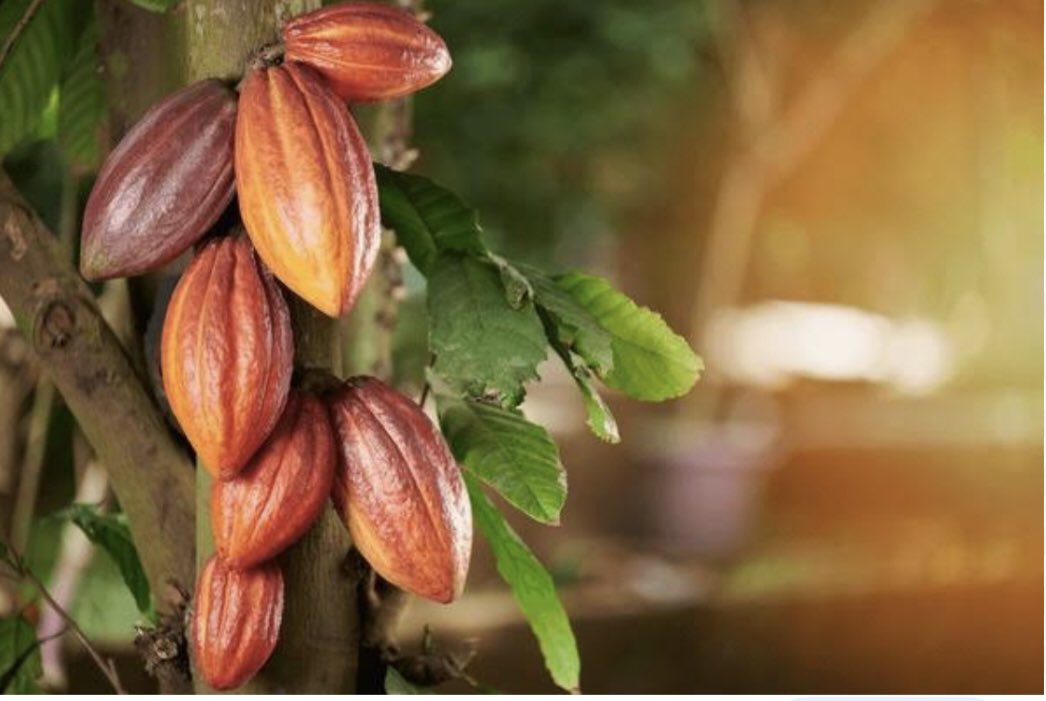MkindiJackie's tweet photo. Are you aware that 99% of goods exported from Tanzania are eligible for duty-free access to the UK under the Developing Countries Trading Scheme (DCTS). Items that TZ trades most to the UK includes coffee, tea, cocoa, vegetables, fruit, scientific instruments, wood &amp; clothing. https://t.co/C7hFZLpsib