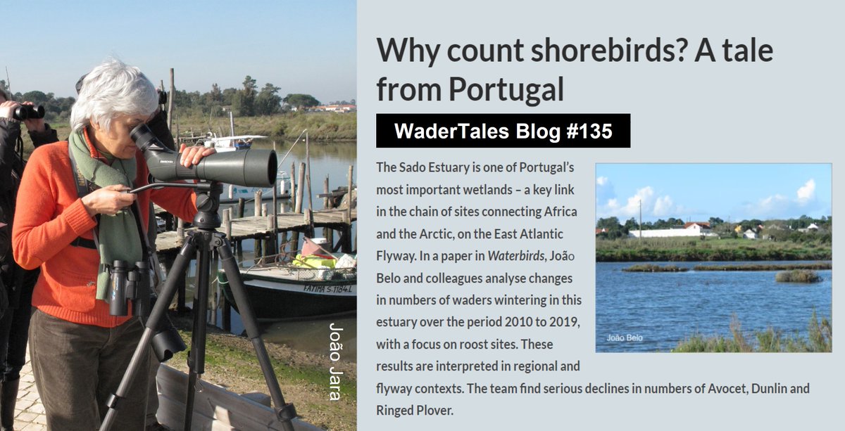'Why count shorebirds?' A blog from 14 Feb 2023 🎂 based on paper by @JoaoRBelo1 and colleagues: wadertales.wordpress.com/2022/04/27/whi… @WeBS_UK counters in UK wear more clothes! #waders #shorebirds
