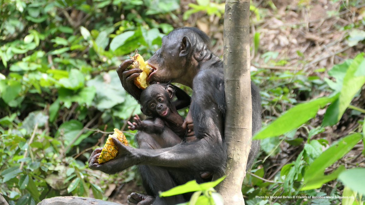 HansKoppies's tweet photo. Naast Valentijnsdag is het vandaag ook #WorldBonoboDay!

Bonobo's zijn samen met chimpansees onze meest naaste verwanten en bieden inzicht in de evolutie van onze eigen soort.

💡 De aap in ons - Frans de Waal https://t.co/1EqsuevJ5s

👉 @Lola_ya_Bonobo @Bonobodotorg https://t.co/R2NjDVnSC5
