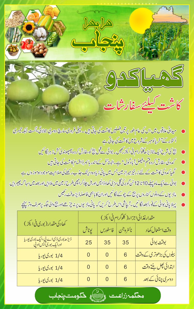 agri_department's tweet photo. Gheeya Kadu ky kasht
#vegetables #sowing #agriculture #punjab #farmer @AgriInfoMultan https://t.co/InxEpC1VxM