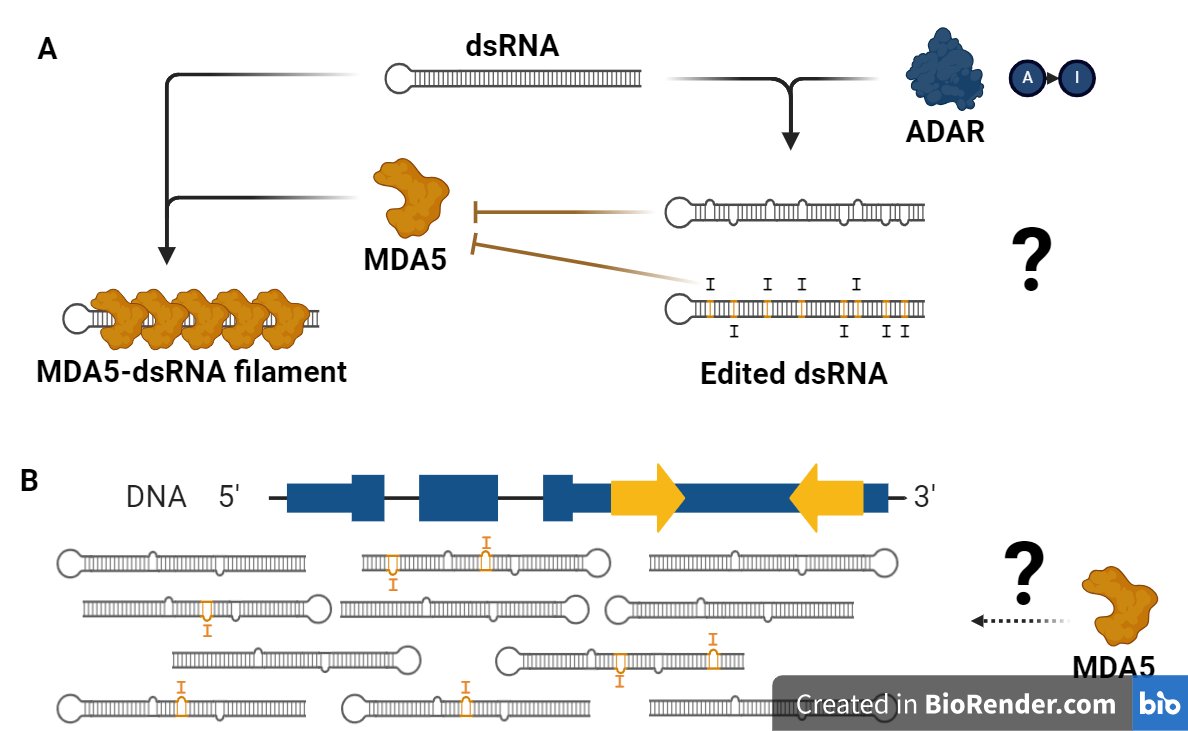Reviewing the landscape of #RNAediting & #immunity! 
Our review in Cell Trends Genetics delves into ADAR1's role in cellular defense. Could this knowledge unlock new avenues for inflammatory & autoimmune disease treatment?
Dive in: shorturl.at/imUXY
#ScienceReview