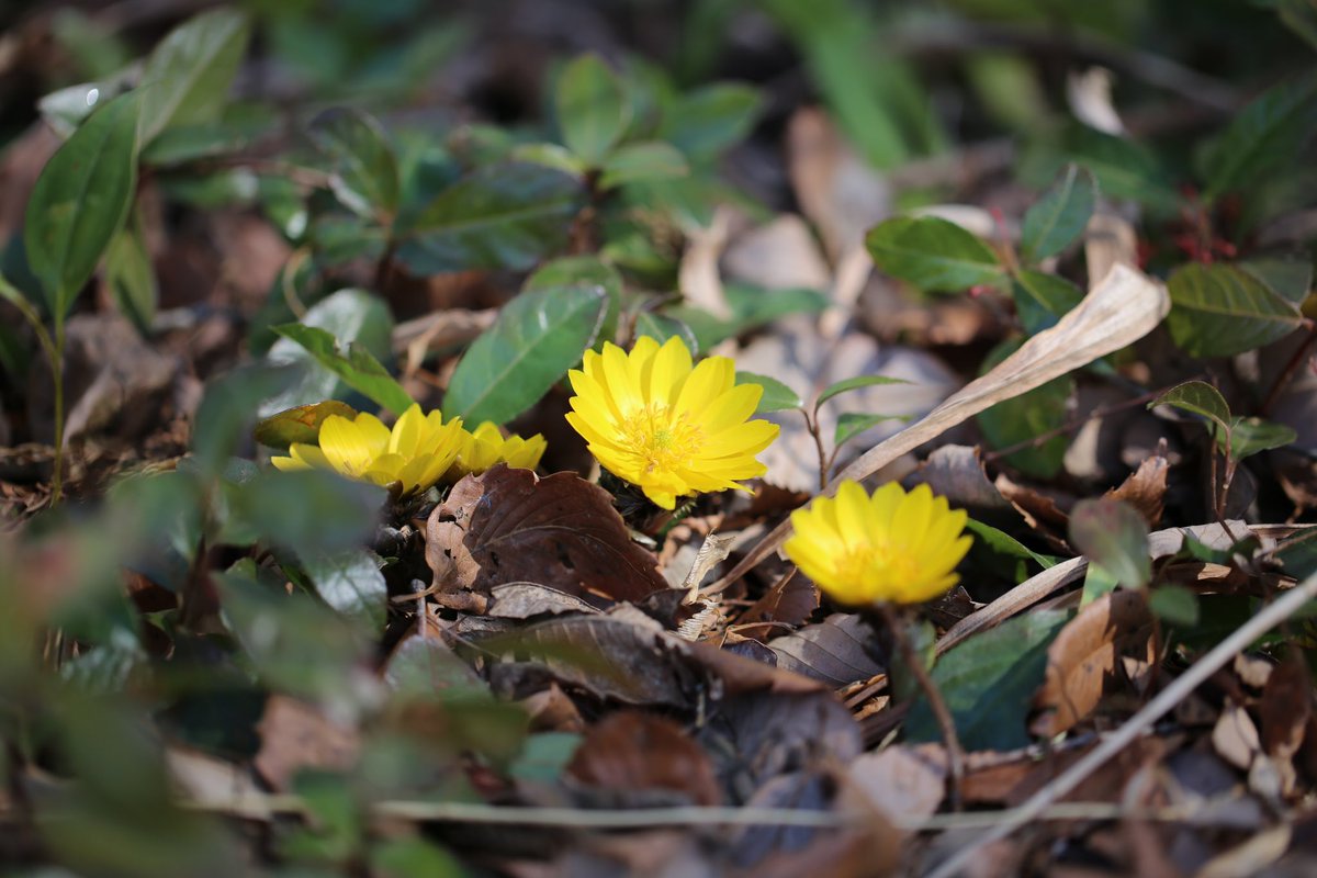 takuya_akiyama's tweet photo. 2024/02/14 12:09 #福寿草 #Adonisramosa #水戸市植物公園
EOS 5Dmk3/EF 100mm F2.8 L IS USM
ISO100,F2.8,露出1/200秒,補正+0.3
#canon #EOS #5Dmk3 #eos5dmk3 https://t.co/uAhI2mee6E