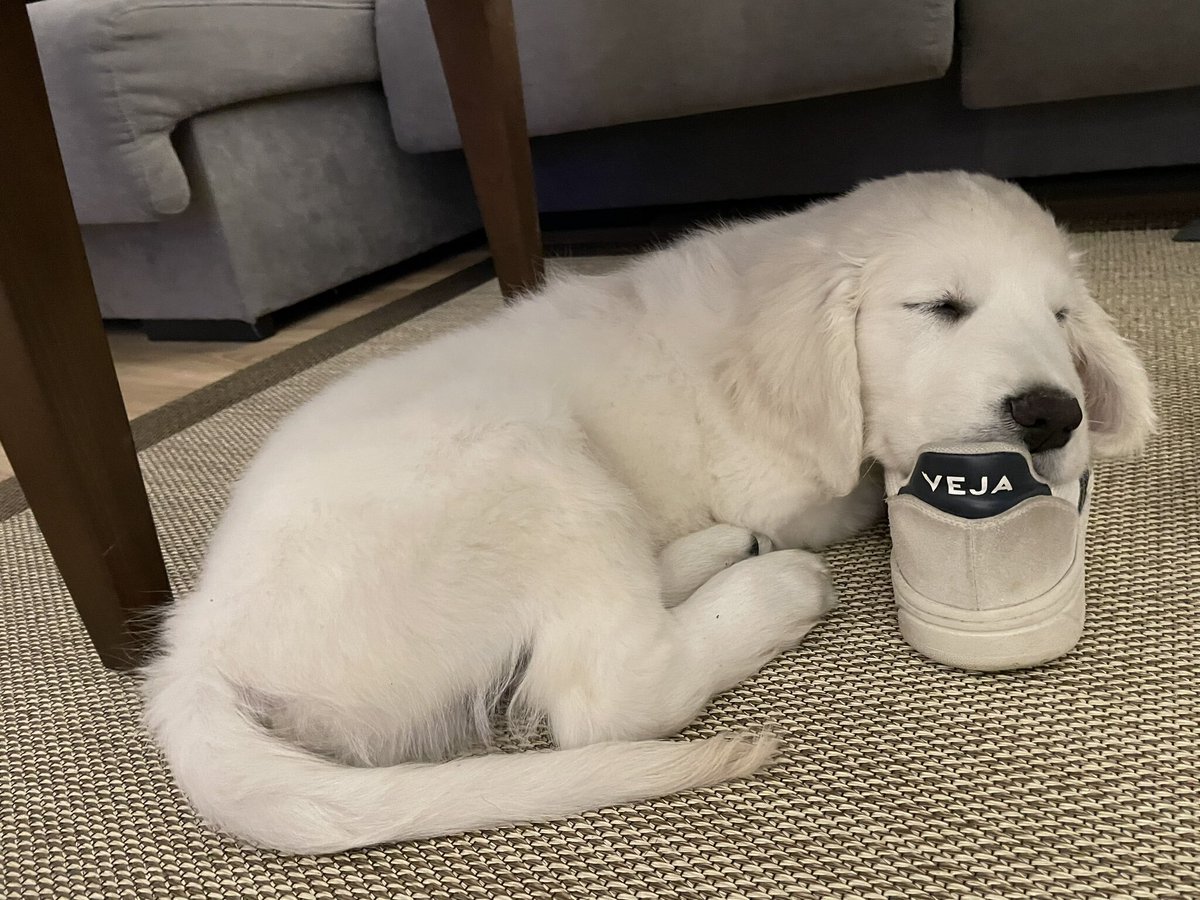 vejaproject's tweet image. VEJA &amp;amp; Pets 🐾​
#VEJA #sneakers #animals