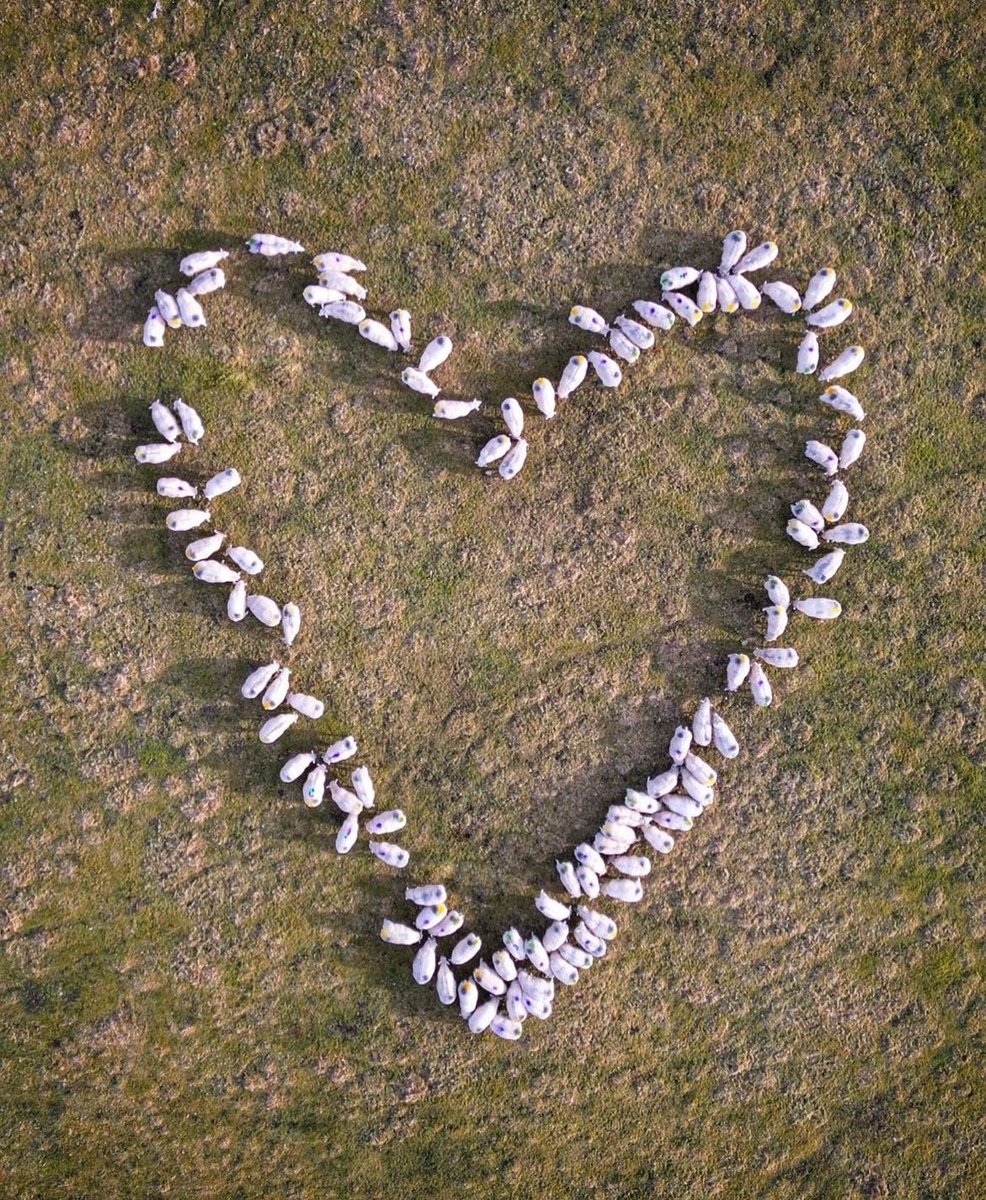 There are so many reasons to #LoveWool ❤️🐏
Sheep help with regenerative farming & maintaining the health of the soil as they graze over the land 🌱
Wool does not impact the planet with landfill as it naturally biodegrades & adds nutrients to the soil ♻️

Filmed by IG dalesfarmer