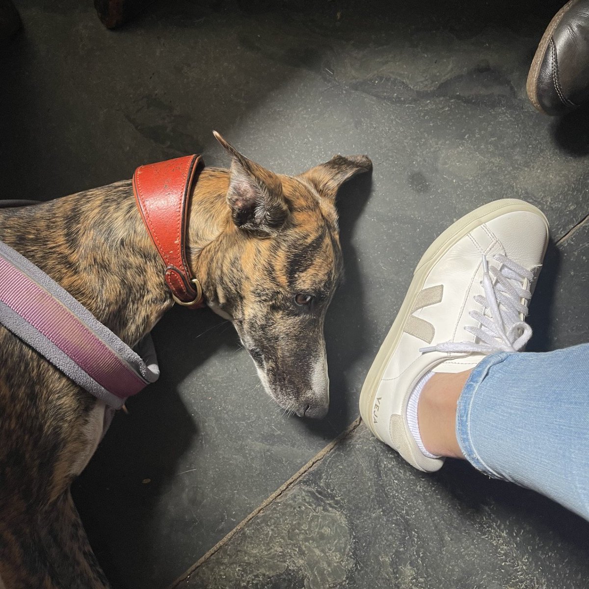 vejaproject's tweet image. VEJA &amp;amp; Pets 🐾​
#VEJA #sneakers #animals