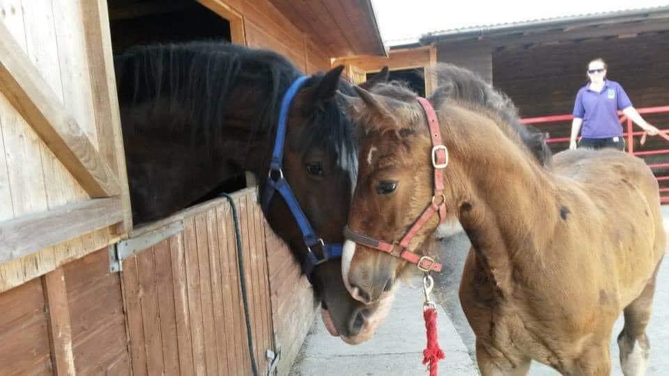 Happy Valentine’s Day from a young Willa Rose and her Dad JR who is now a drumhorse for the Sultan of Oman #Valentine2024 #valantinesday #HappyValentinesDay #shirehorses #gentlegiants #heavyhorse #rarebreed #dyfedshires #majorjno