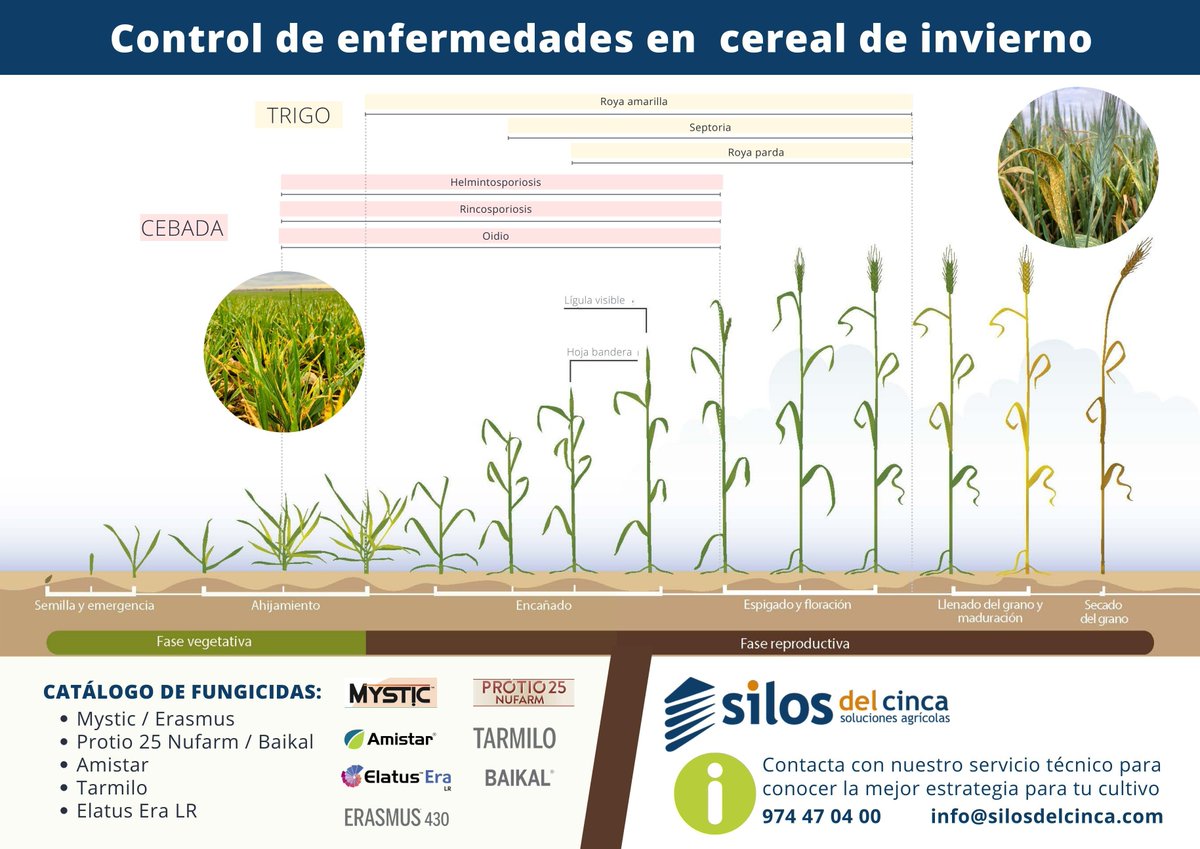 silosdelcinca's tweet photo. ¿Cómo se controlan las enfermedades en el #cereal de invierno?

En #SilosDelCinca te ayudamos ‼️ 

✅ Consulta nuestro equipo técnico a través de 👉 📩 info@silosdelcinca.com o bien 📲 974 47 04 00. https://t.co/E3Bv6KxHMc