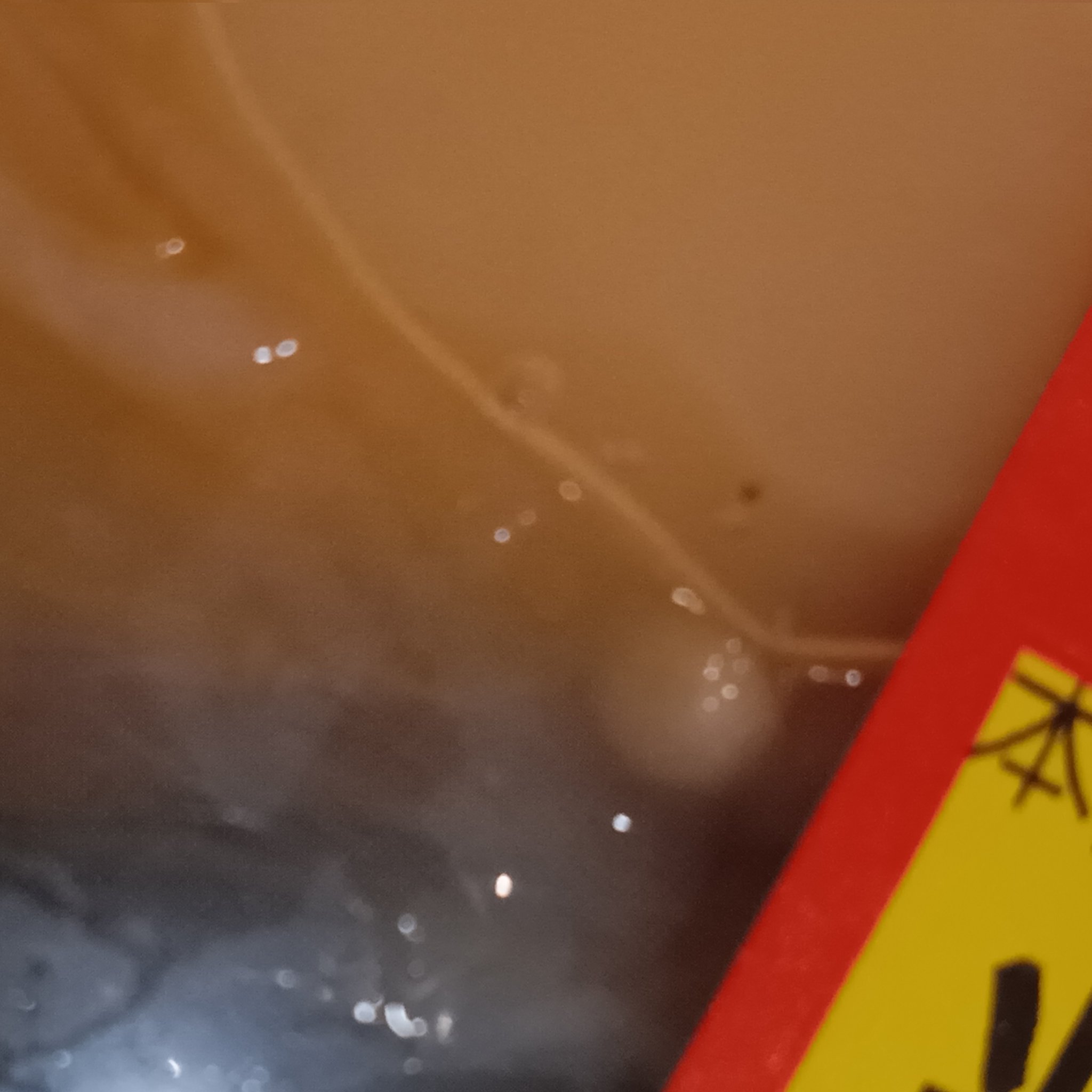 特價扇貝藏5顆珍珠 Image