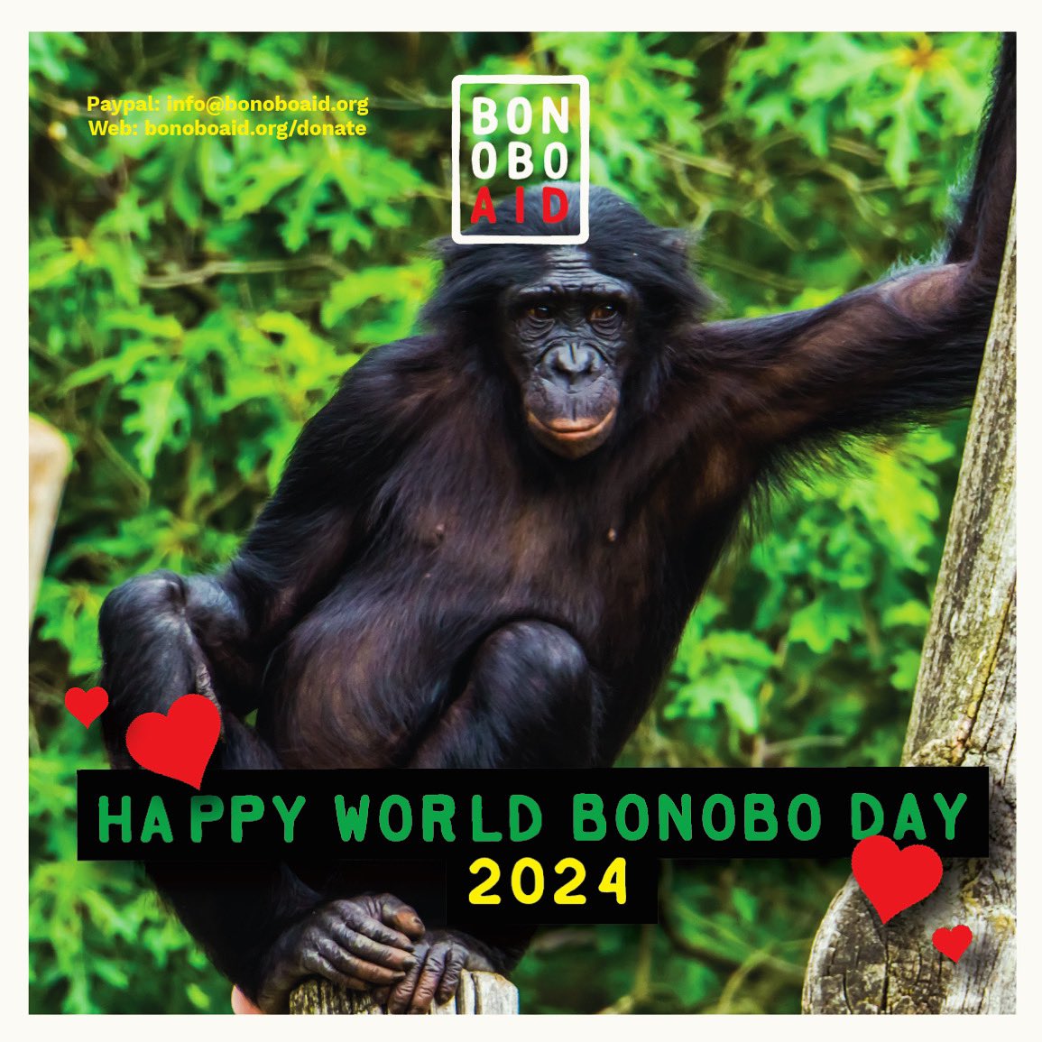 BonoboAid's tweet photo. Today is WORLD BONOBO DAY! ❤️Take this time to celebrate and learn about THE BONOBO and please help us celebrate this day by GIVING TO BONOBO AID. 🙏🏻https://t.co/K2Sea3gRME or via Paypal at info@bonoboaid.org — We are a 100% Non-Profit Foundation. https://t.co/TOzm0013kW