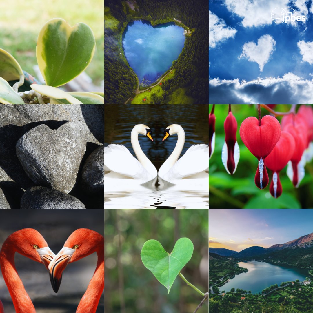 IPBES's tweet photo. On #ValentinesDay, let's cherish the natural world that nourishes, shields and soothes us.🌍

Discover &amp; share these heart-shaped marvels of nature.

A beautiful reminder of the need to love and protect the environment every day #ForNature.💚 https://t.co/mMW2b298cx