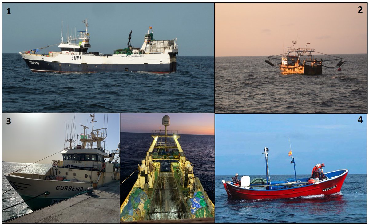 El área CECAF es una de las regiones marinas más productivas del mundo siendo un importante caladero para la flota española. Tanto de buques industriales (arrastreros demersales) como artesanales (de cerco, palangreros, líneas y caña), y para la importante flota artesanal canaria