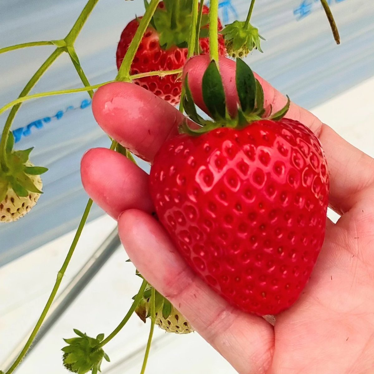 yugayuga455's tweet photo. 夫といちご狩り🍓🍓
府中いちご狩り園
最高✨　甘〜い！

手がベタベタ👍 https://t.co/0tdYf1TQ4R