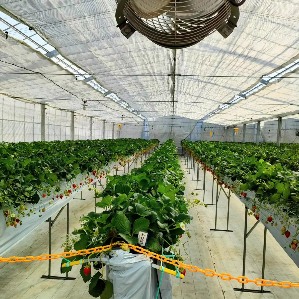 yugayuga455's tweet photo. 夫といちご狩り🍓🍓
府中いちご狩り園
最高✨　甘〜い！

手がベタベタ👍 https://t.co/0tdYf1TQ4R