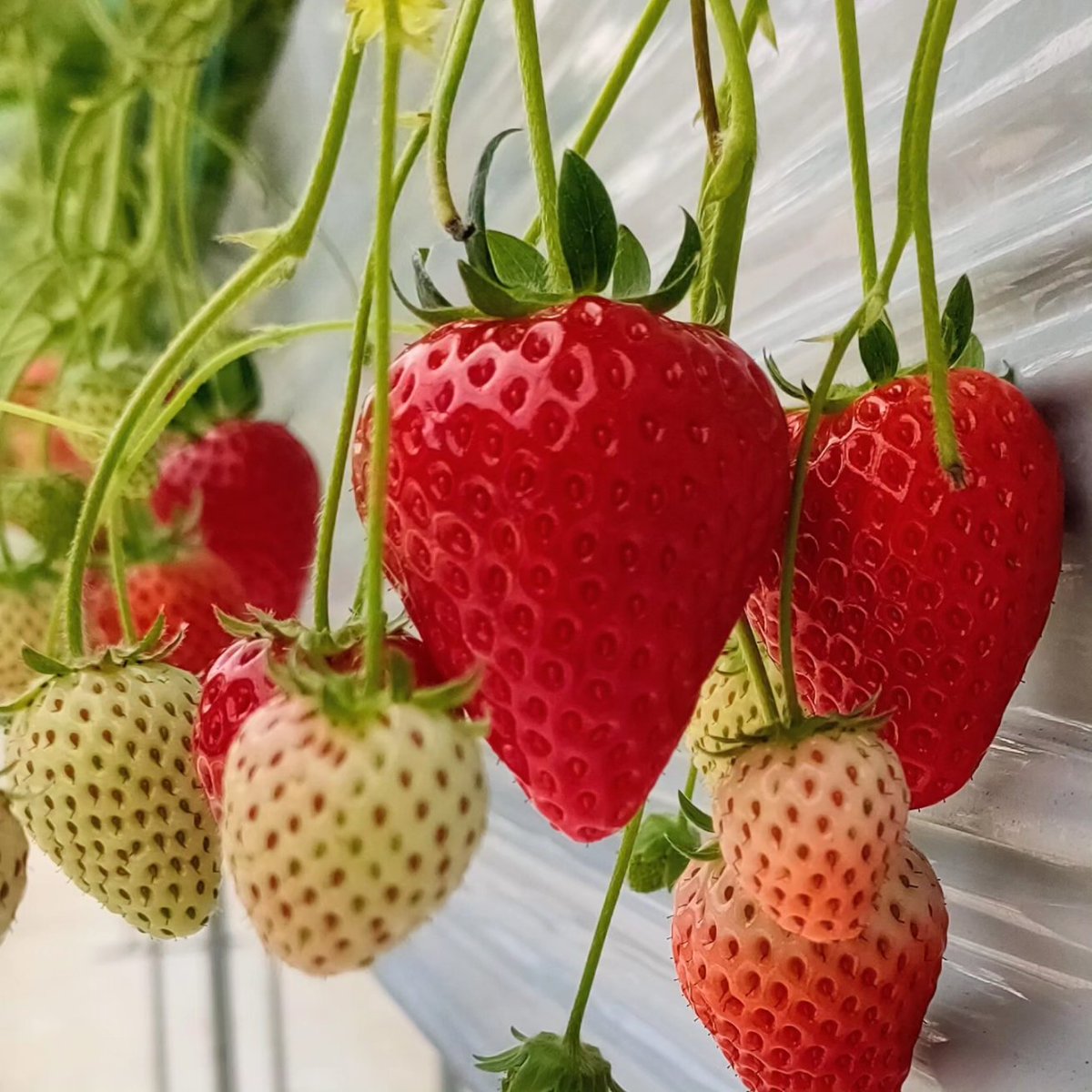 yugayuga455's tweet photo. 夫といちご狩り🍓🍓
府中いちご狩り園
最高✨　甘〜い！

手がベタベタ👍 https://t.co/0tdYf1TQ4R