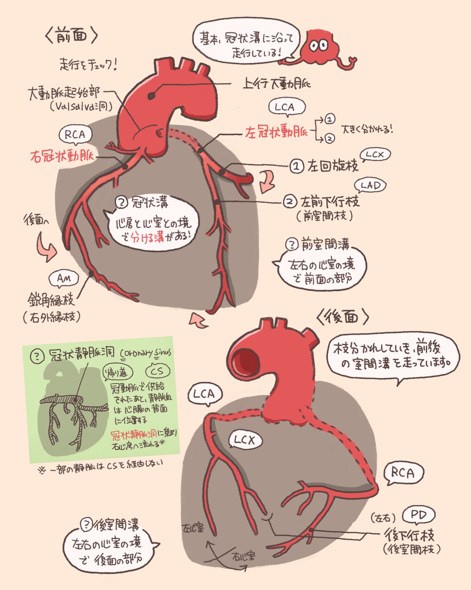 からだずかん on X: 
