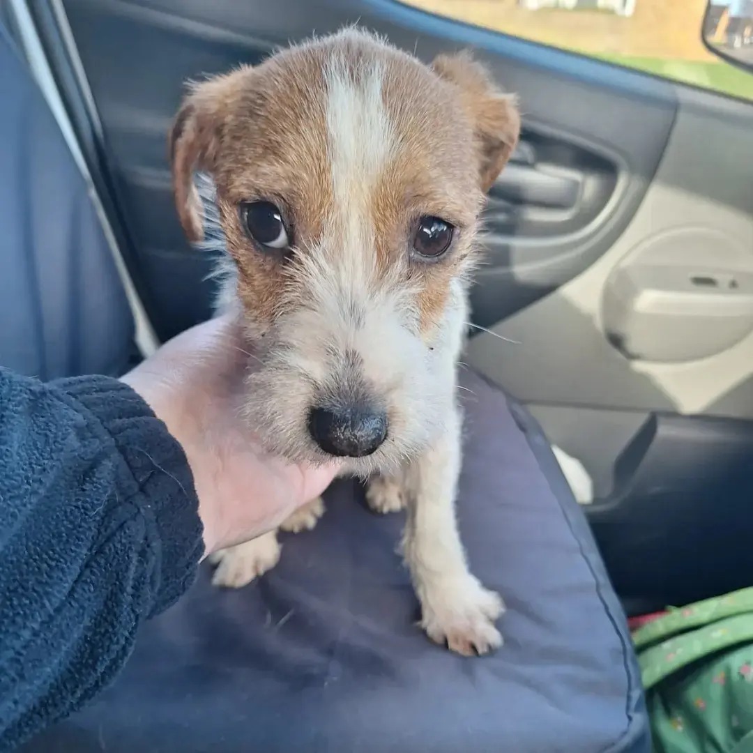 AdoptionsUk's tweet photo. Please retweet to help find the owner, information or a rescue space for this emaciated dog found #UPCHURCH #SWALE #KENT #UK 
To have suffered this much at such a young age is a tragedy.
'Please say a gentle welcome to Violet, a Jack Russell Terrier found straying near Upchurch Golf Course on Saturday 10th February.
She isn't chipped.
She's only around 5 months old and was found in an appalling condition. She was running alive with fleas, covered in ticks and weighing in at only 3.8kg, is emaciated with all major bones being prominent.
Her finders kept her safe and warm over the weekend, something we're very grateful for.
She's now received appropriate flea treatment and will be wormed within the coming days. As with all starved dogs, she'll begin a structured re-feeding programme to help build her back up. 

If you recognise this girl or have any information on her owner, please contact SBC on 01795 417850, even if you wish to remain anonymous.
Anyone wishing to claim this love will have to prove she's either long-term missing or stolen. Otherwise, it's just wanton abuse' - Swale Borough Council
DETAILS👇
https://t.co/9XArR1A5ju
#dog #dogs #stray #straydog #jackrussell @SAMPAuk_ @MissingPetsGB @DogLostUK