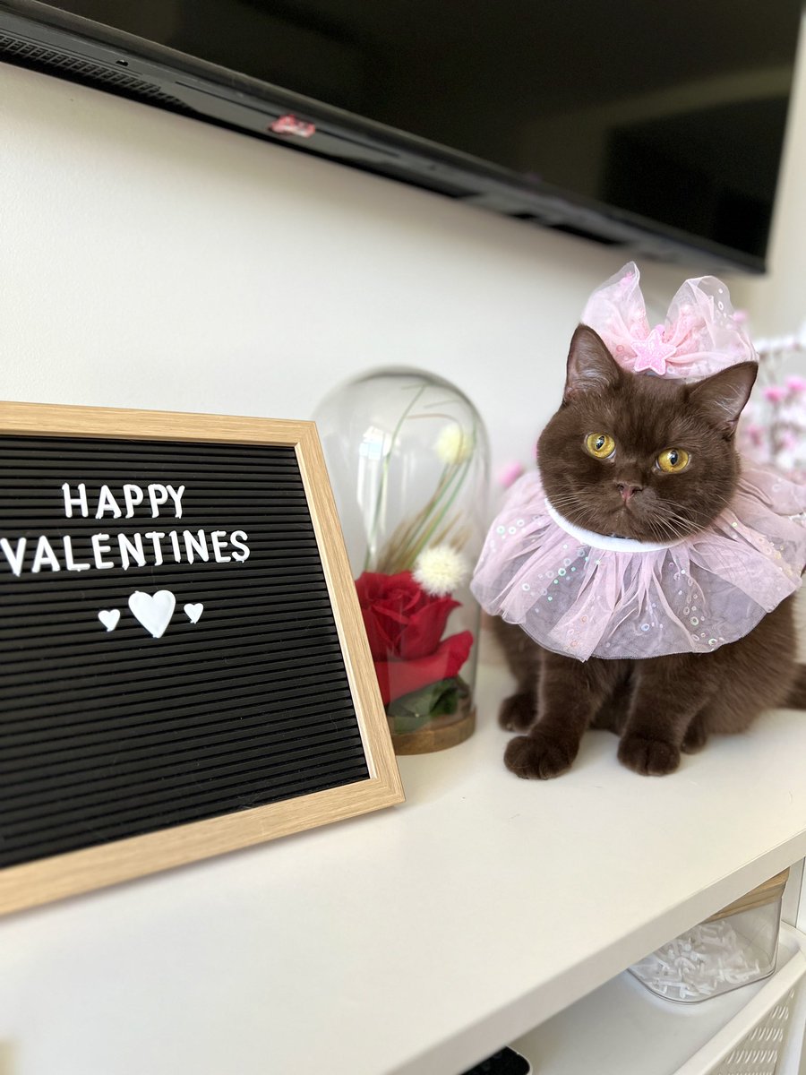 cherrypudding26's tweet photo. Happy Valentines 🤎🌸
Love Cherry and Pudding 😻 https://t.co/OiVEJ91m4U