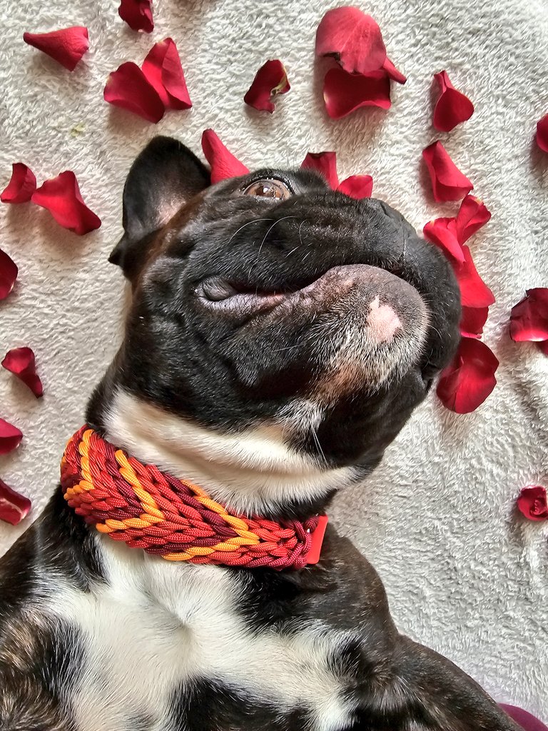 Happy Valentines day, sending you a big smooch 😘 #frenchie #dog #ValentinesDay #Valentinstag