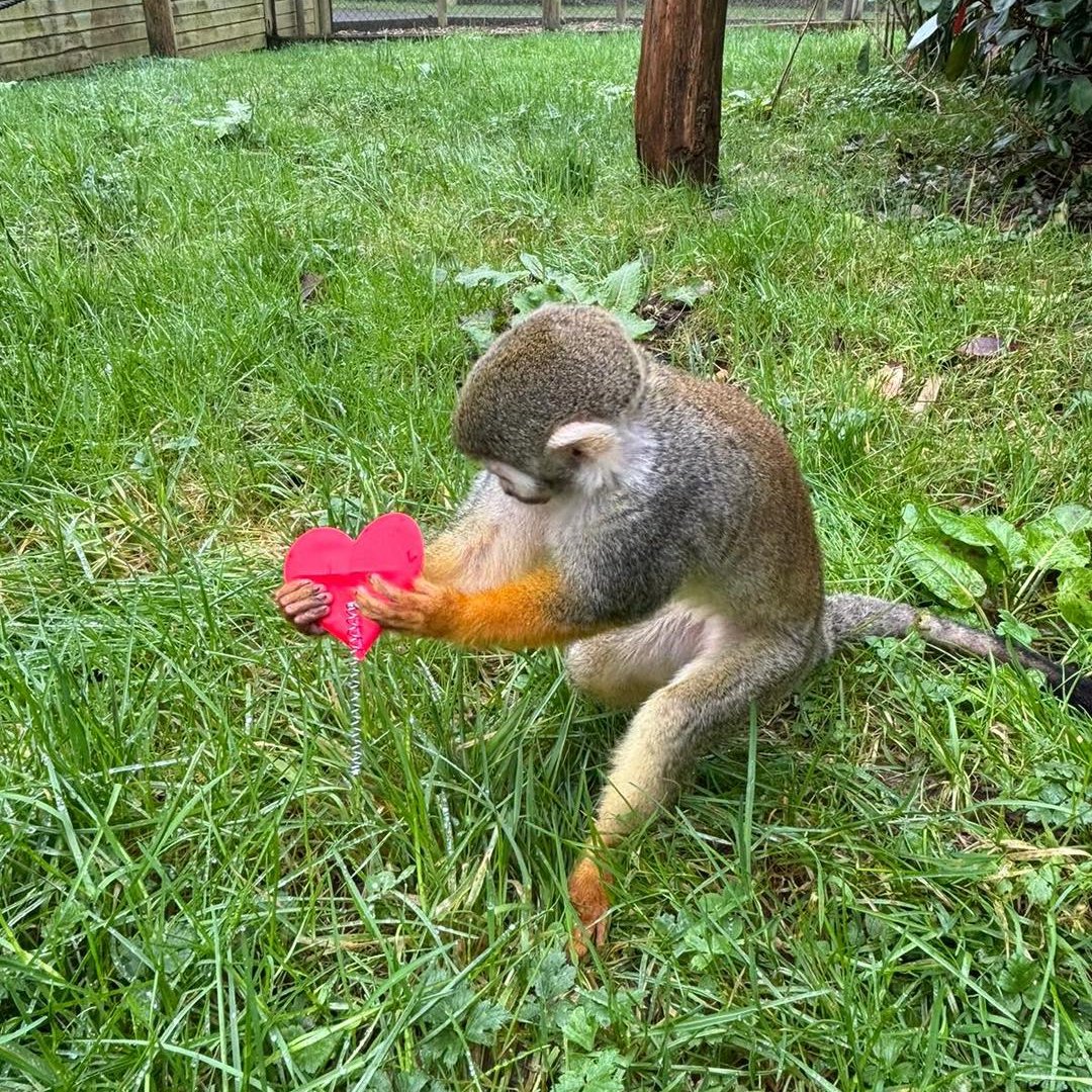 Happy Valentine’s Day! 😍❤️ Forgot? Don’t panic! A day date to Folly Farm is a perfect gift for that someone special! #valentinesday #happyvalentinesday #love #loveisallaround #daydate #follydate