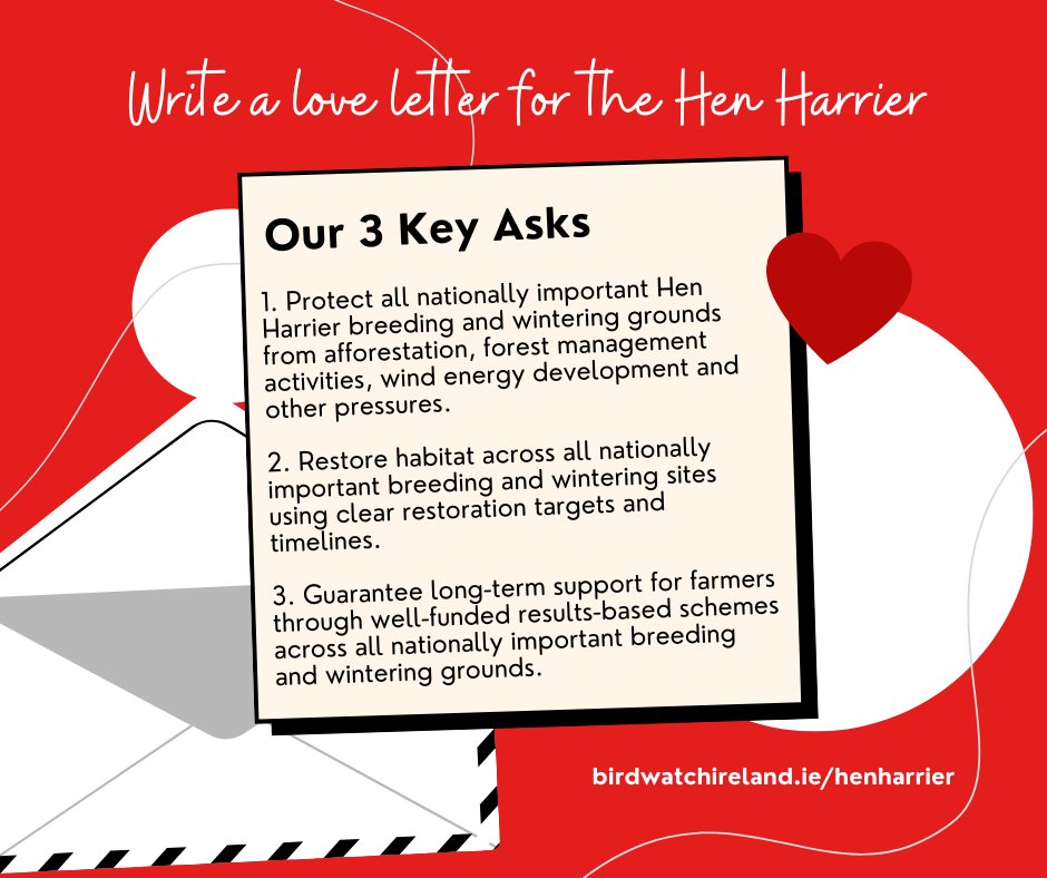 ❤️This #ValentinesDay, why not share your love for the #HenHarrier by sending a submission to the Hen Harrier Threat Response Plan public consultation? It only takes two minutes! See birdwatchireland.ie/henharrier for more. Help us to #SavetheSkydancer!