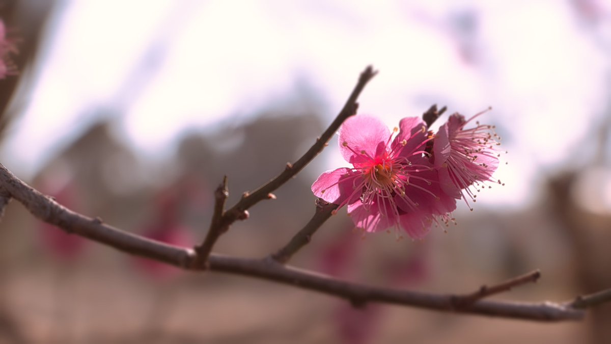 梅の花