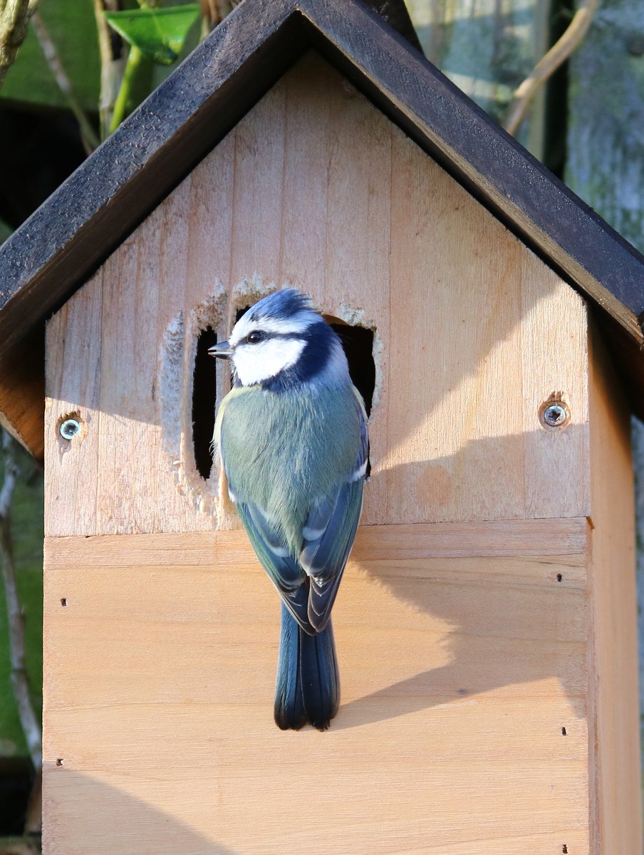 Mon_LNP's tweet photo. Share the love this Valentine's and #NestBoxWeek Give wrens, robins, and blue tits a cozy home in your garden by installing a nestbox or providing food for hungry nesting birds.
Visit your local Community Nature Space or Park and see if you can spot one of the bird boxes! https://t.co/91K8OCIojQ