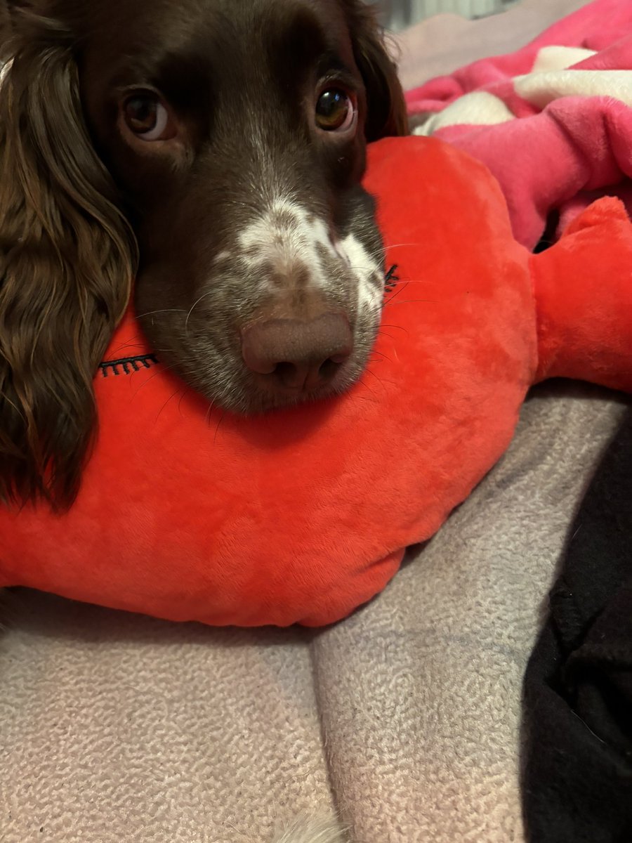 Happy Valentine’s Day 🥰 #dogsoftwitter