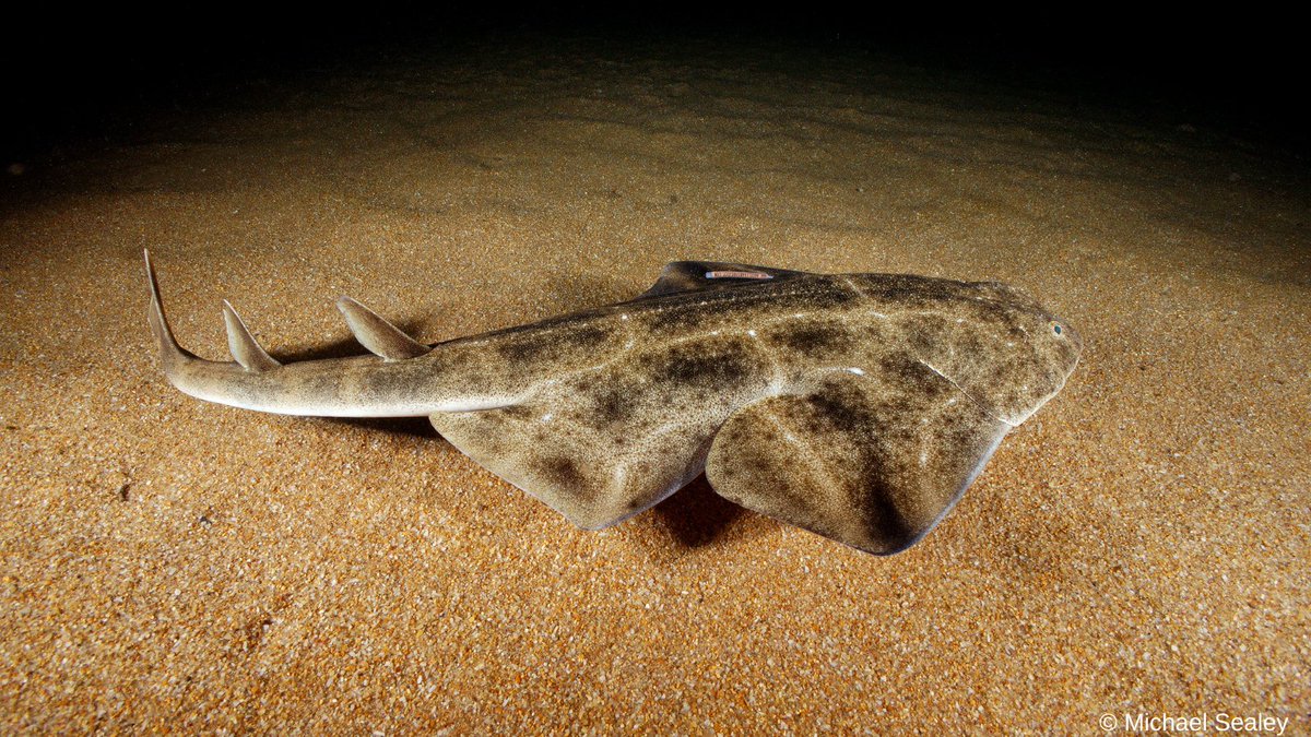 We are delighted to have contributed to the #CMSCOP14 side event on coordinated action for the conservation of #angelsharks in the Mediterranean Sea. We expect Parties to formally adopt the Action Plan for the conservation of the species and countries to implement it.