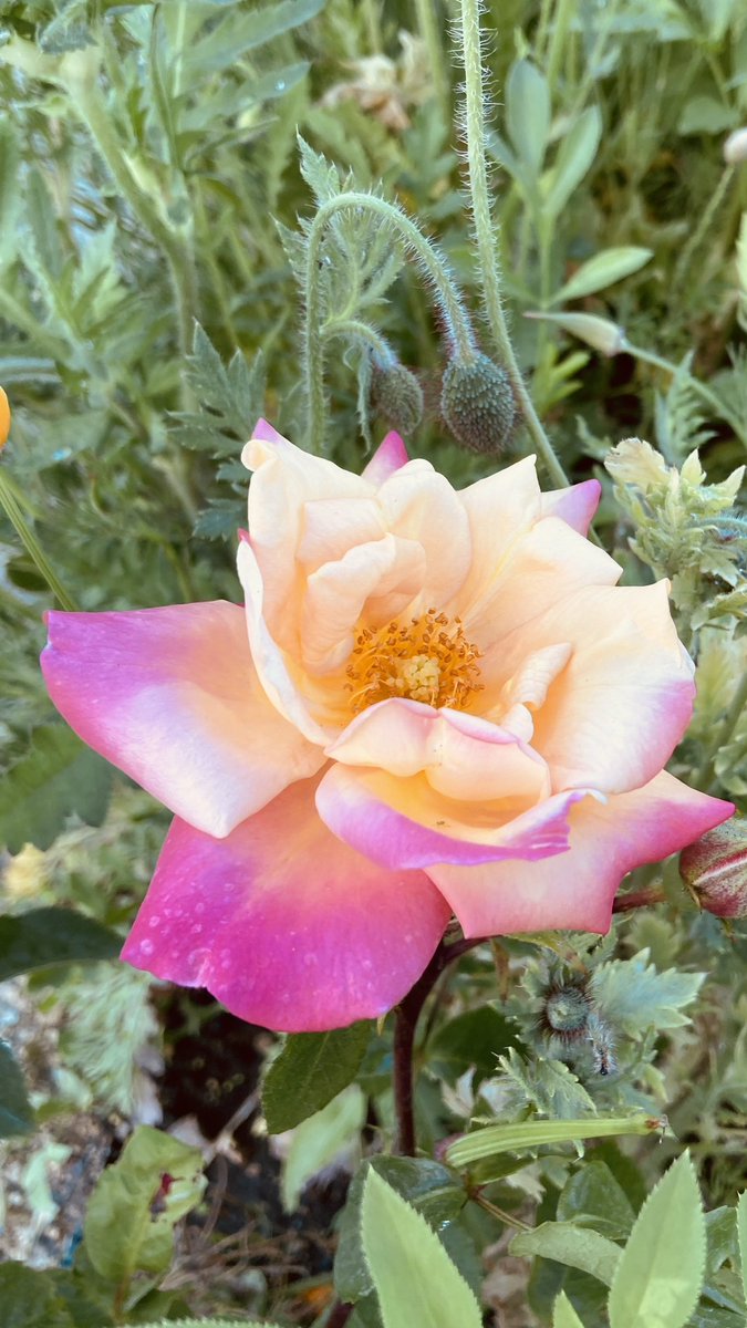 Looking forward to seeing this Rose bloom again 
🌸🌈🌸🌈🌸🌈🌸🌈🌸🌈🌸

#nannysgardenworld 
Join me on Instagram & TikTok 

#RoseWednesday #Roses #Flowers #GardeningX #GardeningTwitter #GardeningLife