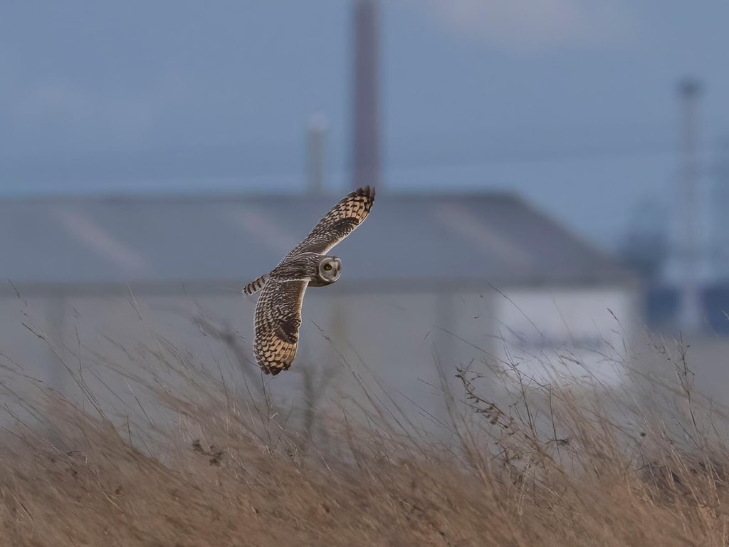 msmith8741's tweet photo. @RSPBSaltholme some Short Eared Owl photos from yesterday late afternoon https://t.co/gmjuivFq6n