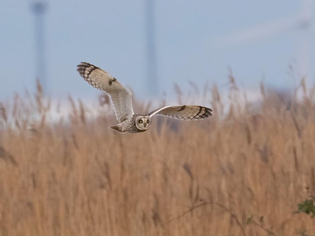 msmith8741's tweet photo. @RSPBSaltholme some Short Eared Owl photos from yesterday late afternoon https://t.co/gmjuivFq6n