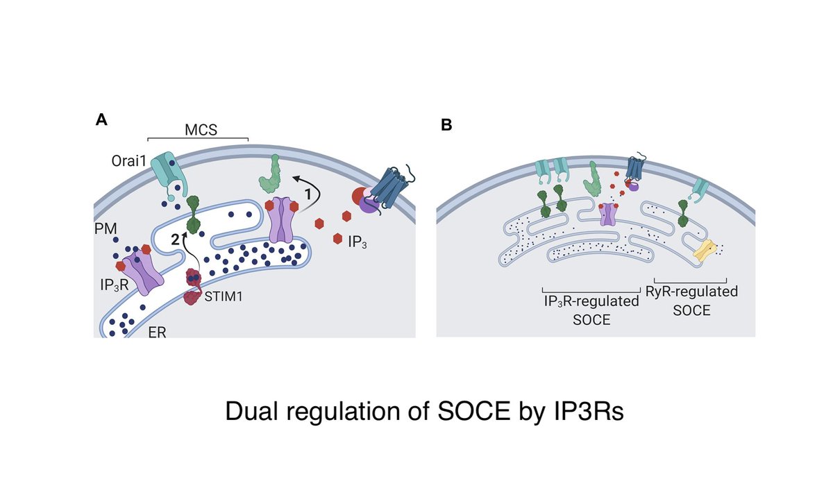 We have a News & Views about store-operated Ca2+ entry from @GaitiHasan (Bengaluru, India) that covers new data from her own group that shows IP3-binding to IP3R enhances STIM–Orai interactions and SOCE not only via ER-Ca2+ release, but also another way - mechanism still unknown.