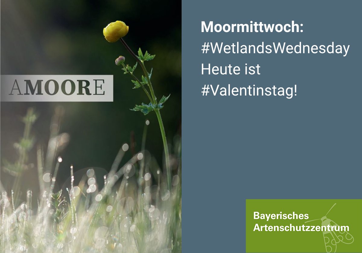 Heute liegt Liebe in der Luft, oder sollten wir lieber sagen #AMOORE? Erfahren Sie mehr über unsere #Moor|e und ihre besonderen Funktionen am #WetlandsWednesday des #BayerischesArtenschutzzentrum.
#Valentinstag
👇 lfu.bayern.de/natur/bayaz/mo…