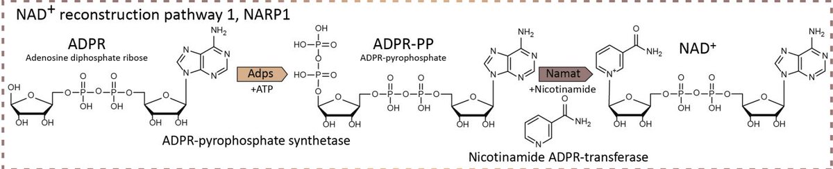 Preprint: Phages reconstitute NAD+ to counter bacterial immunity

tinyurl.com/NADPD

Many bacterial immune systems degrade NAD+ to deplete the cell of energy, halting phage replication

Ilya Osterman now discovered that phages can rebuild NAD and overcome defense