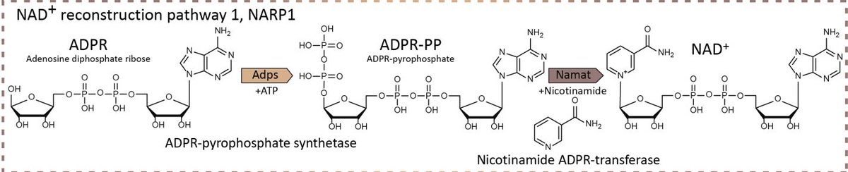 Preprint: Phages reconstitute NAD+ to counter bacterial immunity tinyurl.com/NADPD Many bacterial immune systems degrade NAD+ to deplete the cell of energy, halting phage replication Ilya Osterman now discovered that phages can rebuild NAD and overcome defense