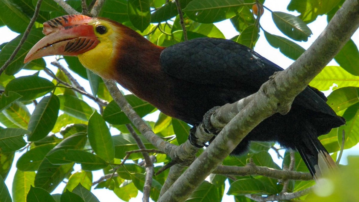 EDGEofExistence's tweet photo. Landing next in our #WingingItWednesday series we have the Rufous-headed Hornbill
Fly by facts:
Scientific name
Rhabdotorrhinus waldeni
Conservation Status
Critically Endangered
Locations
Philippines
Fellows
David Quimpo, Asia cohort 2019 https://t.co/sPjDuszX08