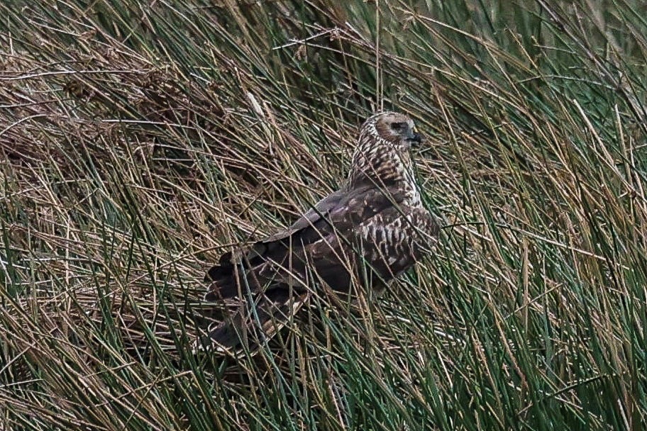 lencollard's tweet photo. Hen Harrier (Ringtail) on the Somerset levels. @SomersetWT @RSPBEngland @VisitSomerset @bto_somerset1 @AvalonMarshes @BBCSpringwatch https://t.co/YrK22hqyfB