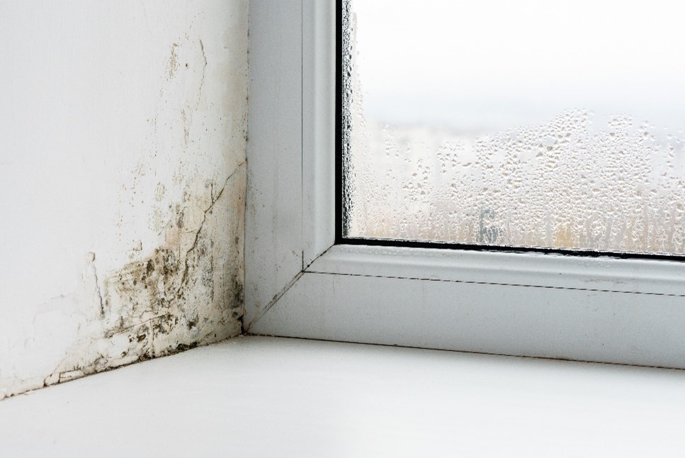 Mould growth in your home can cause health implications. If you’re concerned about damp or mould get in touch with us as soon as possible. Report it on My Account or by calling us. Read more and watch our handy videos on our website: derbyhomes.org/advice-support…