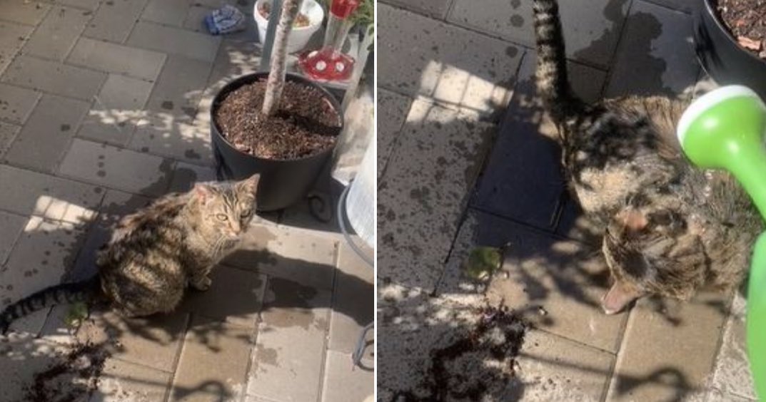 guclusinemm's tweet photo. Yunanistan'da 33 yaşındaki bir adam, Atina'nın bir mahallesinde iki evsiz kediyi öldürdüğü için sekiz yıl hapis cezasına ve ayrıca 20.000 euro para cezasına çarptırıldı. #ibrahimkeloğlanTUTUKLANSIN Caydırıcı cezalar istiyoruz artık yeter ! https://t.co/brqVxNTxAd