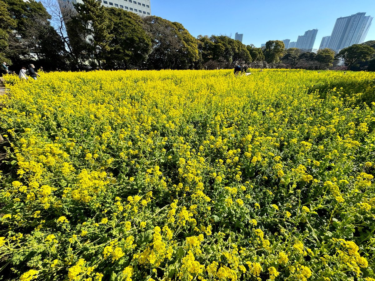 HamarikyuGarden's tweet photo. You might be wondering what #blooms or #fruits you can view in #HamarikyuGardens now.
Here are some of them...☺️
【#Flowers】
#colza
#Japaneseapricot (#plumblossom)
#narcissus (#daffodil)
#camellia
#Japanesequince
【Fruits】
Japanese #aucuba (#Aucubajaponica)
#blossoms #spring https://t.co/joNuT5Wh0h