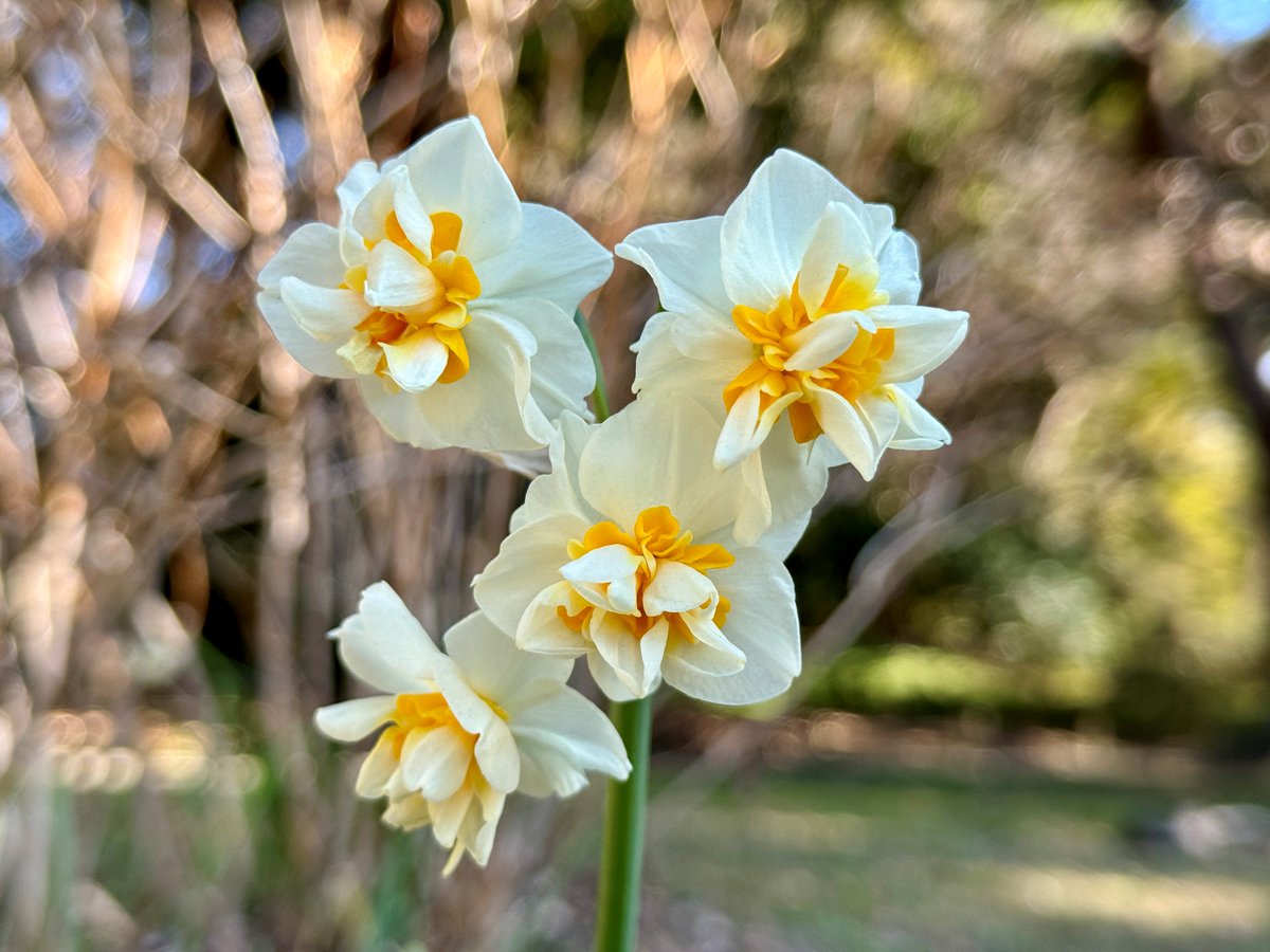 HamarikyuGarden's tweet photo. You might be wondering what #blooms or #fruits you can view in #HamarikyuGardens now.
Here are some of them...☺️
【#Flowers】
#colza
#Japaneseapricot (#plumblossom)
#narcissus (#daffodil)
#camellia
#Japanesequince
【Fruits】
Japanese #aucuba (#Aucubajaponica)
#blossoms #spring https://t.co/joNuT5Wh0h