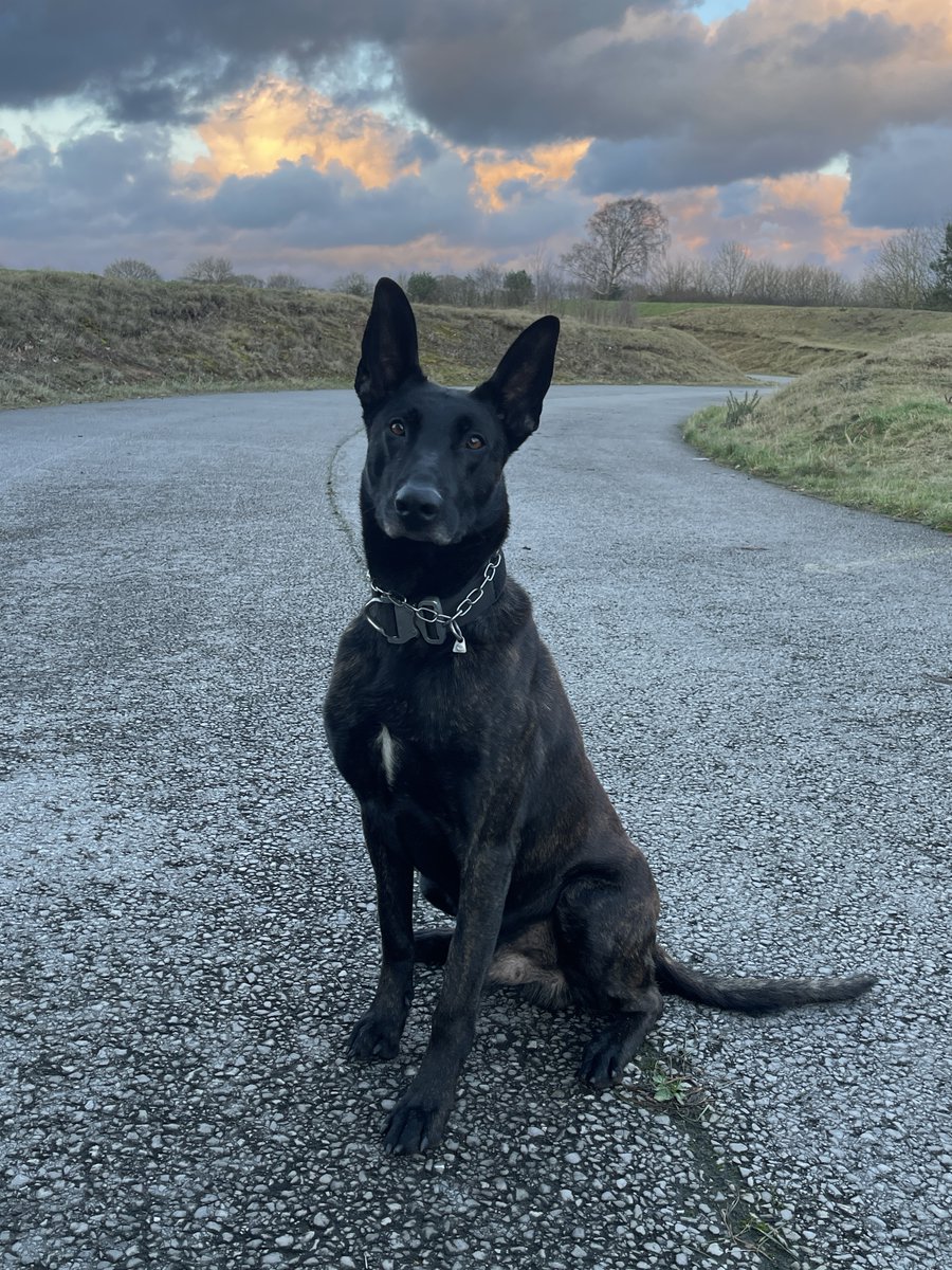 Last night PD Toro and handler were called to assist with the search for a suicidal high risk missing person. Following a lengthy search of a large rural park area in Ellesmere Port, Toro located the person who is now safe and being supported. #PDToro