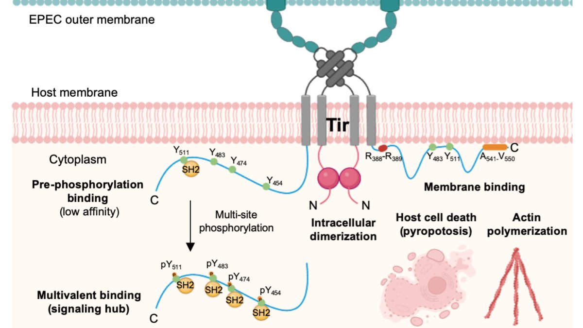 Tiago Cordeiro tweet media