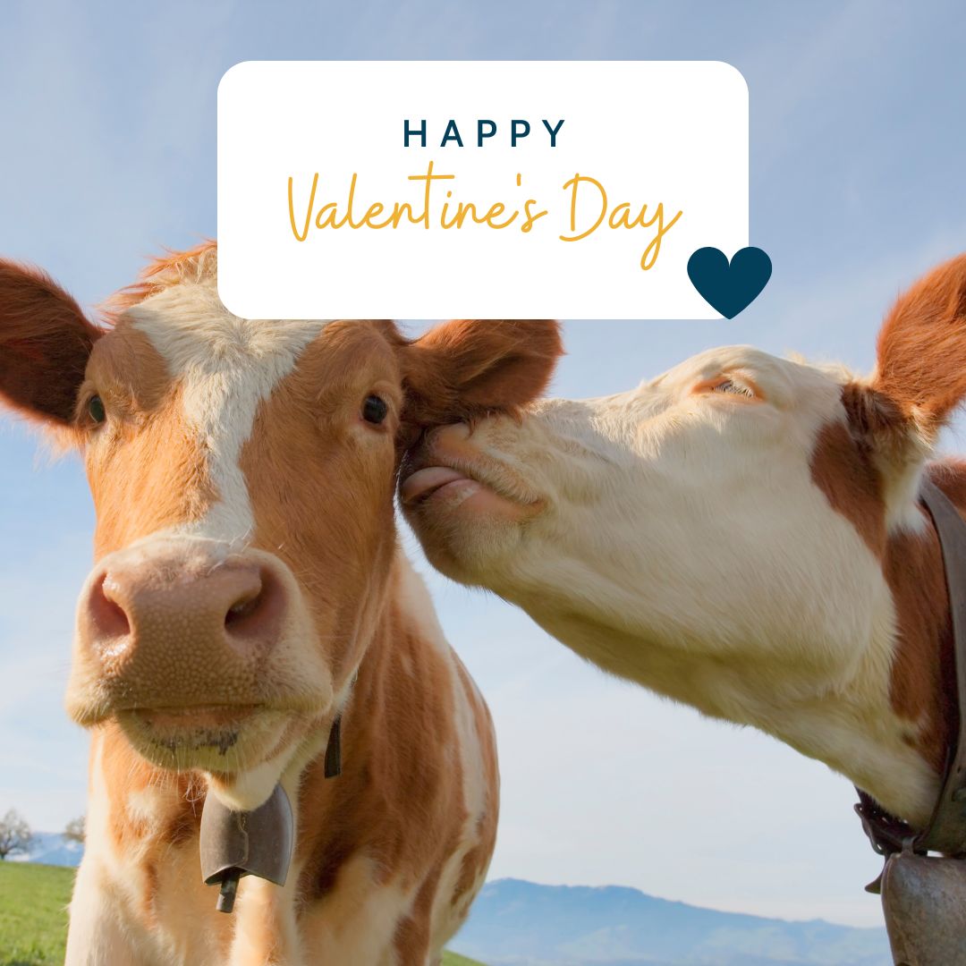 ToonieGlobal's tweet photo. 😎💙Today, do not give the usual roses; give Toonie instead!
From our #community  to you all, we wish you a #happy Valentine’s Day.✨
#ValentinesDay #Toonie #doitwithtoonie https://t.co/ox06tEGt1f