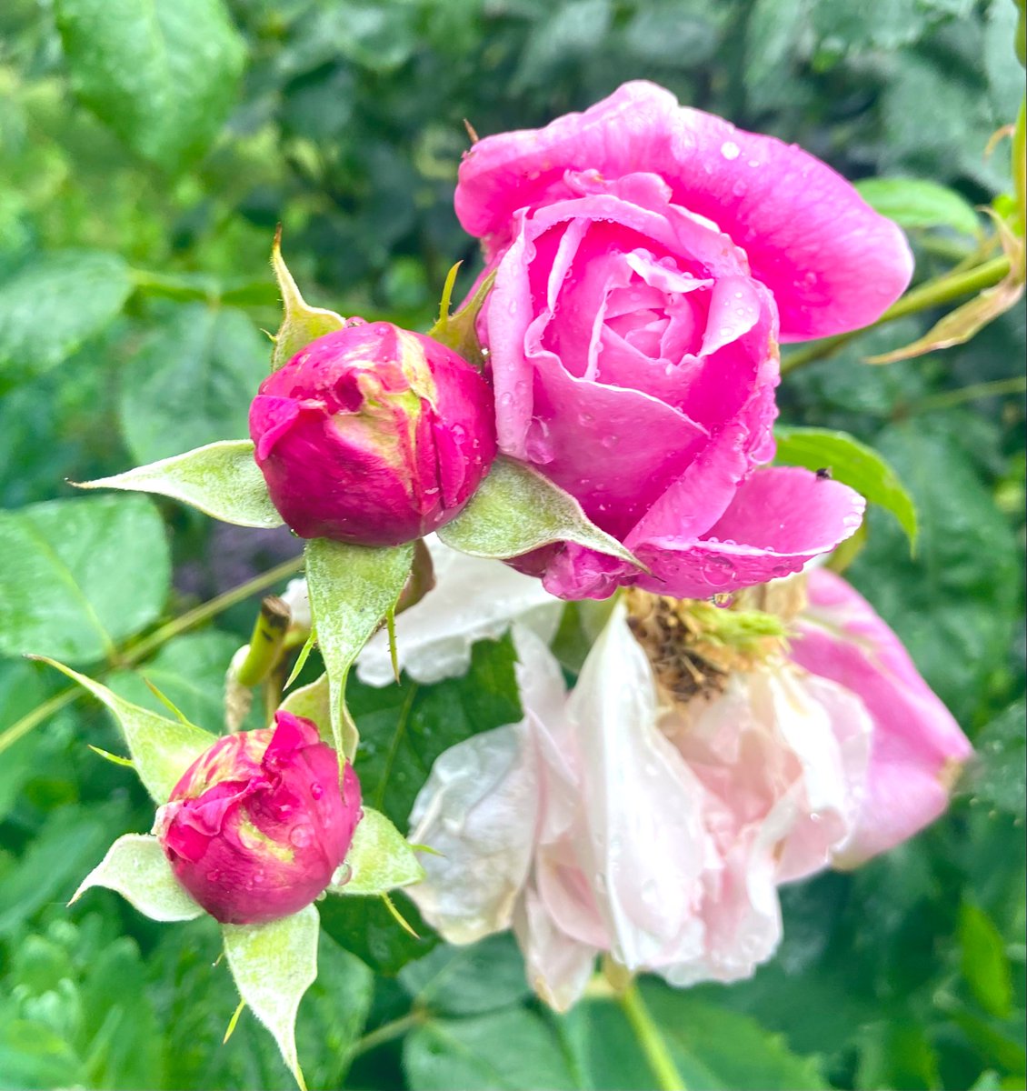 Rainy rose from 2023  #London #RoyalParks #RoseWednesday