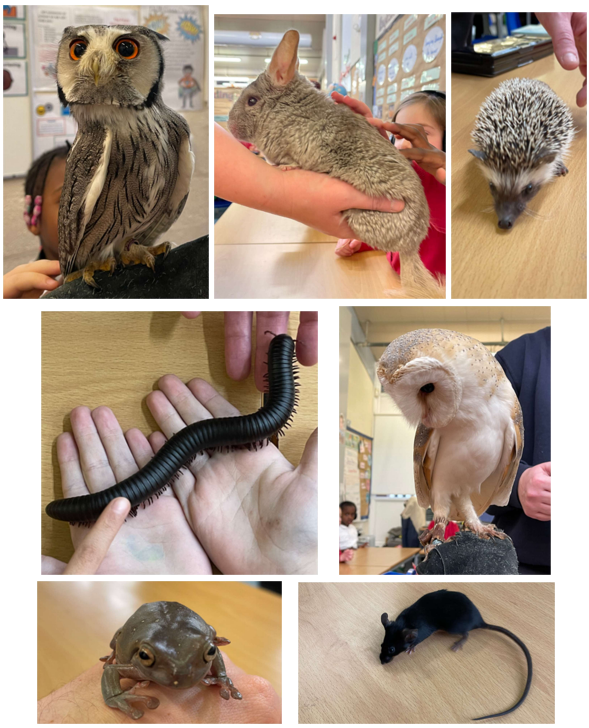 Yesterday, Nursery, Reception & Year 2 had a visit from a number of creepy crawlies and nocturnal animals, learning about their habitats, diets and behaviour. They loved holding these amazing creatures! @AnimalsTakeOver