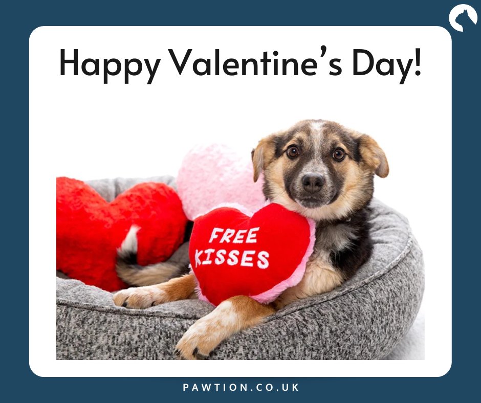 Easily the best Valentine's! 🐶💘 

#pawtion #flufftrough #ValentinesDay #DogLovers #dogmeme #dog #meme #dogmemes #doggo #dogs #memes #doggomeme #funnydog #puppy #animalmemes #dogsdoingthings #dogsbeingbasic #animalmeme #doggomemes #funnydogs #memesdaily
