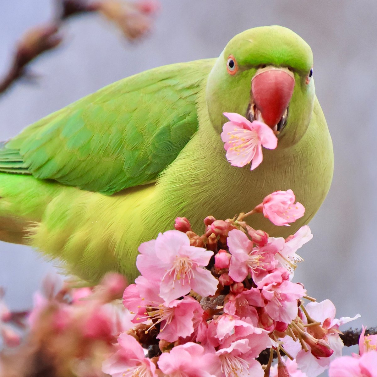 003masato's tweet photo. 登場🦜
代々木公園の河津桜に「ワカケホンセイインコ」が二羽飛来して、やっと咲いた河津桜の花を片っ端から摘み取ってポイポイしてた。
桜の木の根元にはインコ��落とした花が地面いっぱいに散らかって、まるで地面に桜が咲いたよう。
#代々木公園　
#河津桜　
#ワカケホンセイインコ https://t.co/dEDhezU8iO