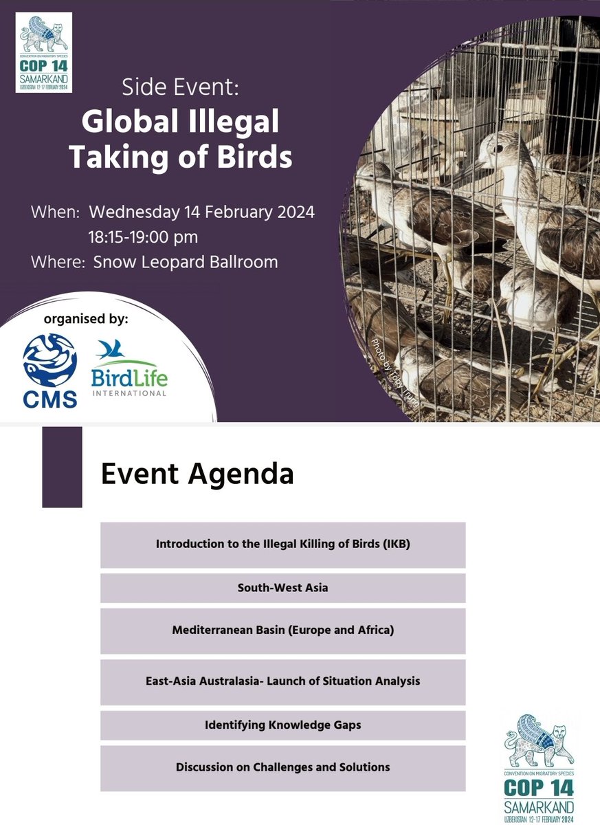 BirdLife_Policy's tweet photo. Want to learn about the scale and impacts of illegal taking of birds around the world? Then our #CMSCOP14 side event with @BonnConvention this evening is for you - including the launch of our new East Asia-Australasia review &amp; action to address it 

@BirdLife_News @BirdLife_Asia https://t.co/bLsHALzxKM