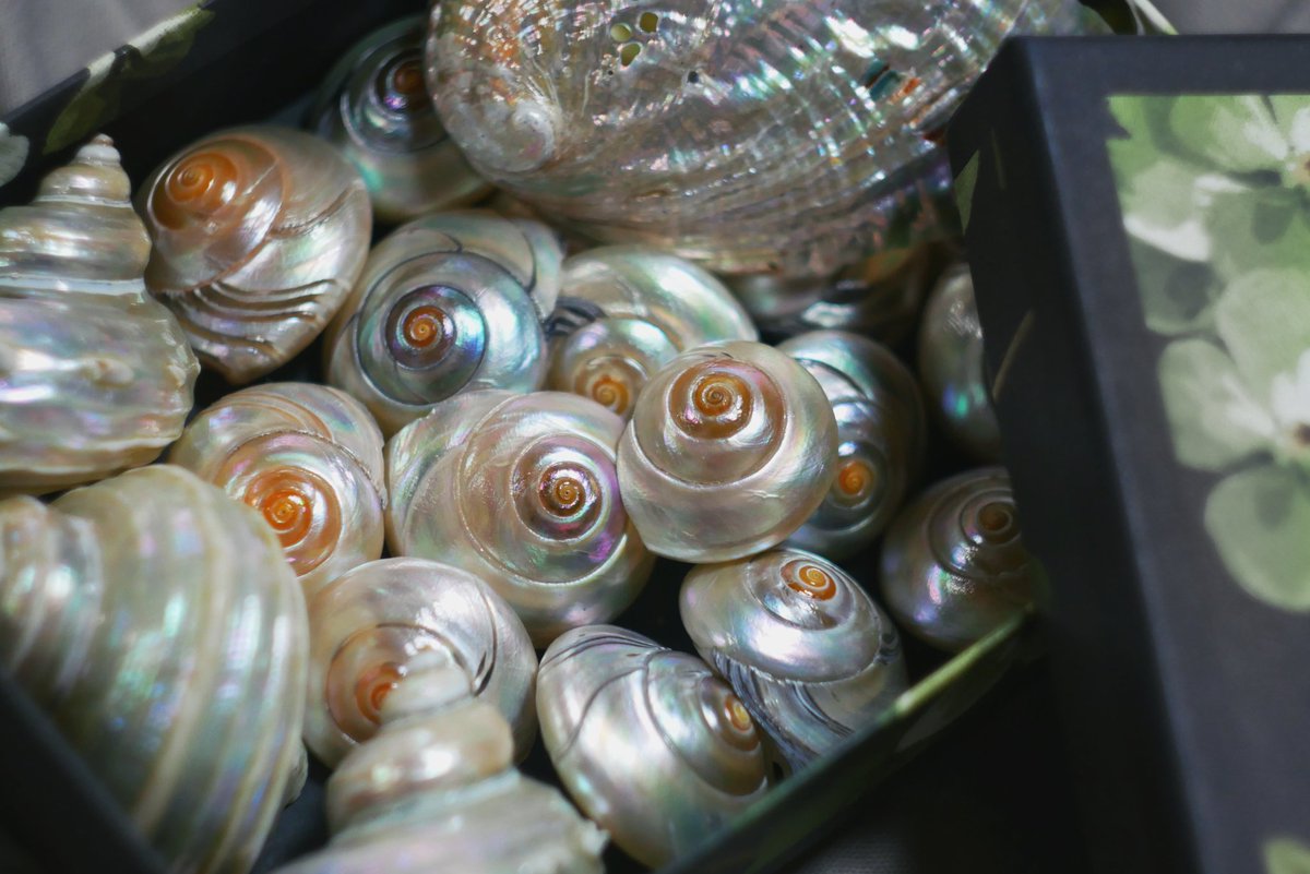 貝殻です。質問してください。 Amazon.co.jp: 【貝殻の問屋さん】宝貝ミックス 【約1.5～2.5cm